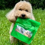 Kito Tavuk Boyun Çiğnemelik Köpek Ödül Maması%100 Doğal, Glutensiz, Organik 100 gr (Dog Treat)