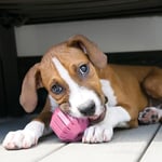 Kong Puppy Yavru Köpek Ödül Oyun Topu M 8cm