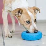 KONG - Yavru Köpek Lastikleri - Yumuşak Kauçuk Çiğneme Oyuncağı ve Ödül Dağıtıcısı (Çeşitli Renkler) - Orta/Büyük Yavru Köpekler için