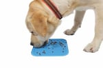 M-PETS LECCA SIVI ÖDÜL MATI MAVİ (M)