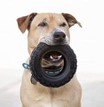 Mamut TireBiterII - Aşırı Çiğneme için Doğal Kauçuk Köpek Oyuncakları - Ekstra Uzun İnteraktif Oyun için Köpek Oyuncakları - Orta - Büyük Köpekler  - Seçenekler: Large 6