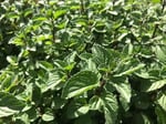 Mentollü Nane | İngiliz Nanesi | Mentha x Piperita | 50gr