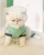 Minty Palm Kalın Penye Kedi Tulum Pijama L