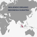 Moliendo Finest Coffee Organic Indonesia Sumatra Yöresel Kahve (Çekirdek) 250 g