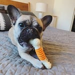 Nylabone Domuz Pastırması Aromalı Köpek Çiğneme Kemiği S