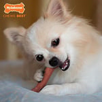 Nylabone Ec Domuz Pastırması Aromalı Köpek Çiğneme Kemiği XS - Seçenekler: Bacon/Bone, Beef Jerky & Chicken, Pastırma ve Biftek, Tavuk...