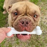 Nylabone Ec Tavuk Aromalı Köpek Çiğneme Kemiği M