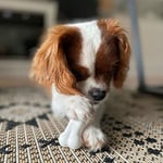 Nylabone Ec Tavuk Aromalı Köpek Çiğneme Kemiği M