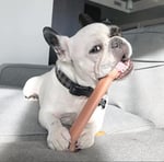 Nylabone Extreme, köpekler için çiğneme ve diş oyuncağı, köpek kemikleri, agresif/güçlü çiğneme, pastırma tadı, 23 kg'a kadar büyük köpekler için - Seçenekler: große, küçük