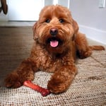 Nylabone Lezzet Frenzy Güç Çiğnemek Köpek Oyuncak, Düzenli, Sığır Eti, ABD'de yapılan - Bedenler: XS, S, M, L, XL