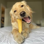 Nylabone Power Chew Toys Müşteri Favorileri Paketi - Agresif Çiğneme için Köpek Oyuncakları, Büyük Köpekler için 3 Şekil ve Tatta Yıkılmaz Köpek Oyuncakları - Lezzet Karışık, Büyük/Dev (3 Sayı)