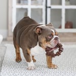 Nylabone Power Chew Toys Müşteri Favorileri Paketi - Agresif Çiğneme için Köpek Oyuncakları, Büyük Köpekler için 3 Şekil ve Tatta Yıkılmaz Köpek Oyuncakları - Lezzet Karışık, Büyük/Dev (3 Sayı)