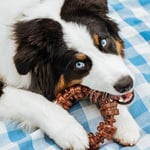 Nylabone Power Chew Toys Müşteri Favorileri Paketi - Agresif Çiğneme için Köpek Oyuncakları, Büyük Köpekler için 3 Şekil ve Tatta Yıkılmaz Köpek Oyuncakları - Lezzet Karışık, Büyük/Dev (3 Sayı)