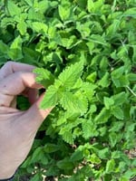 Organik Melisa 50 gr | Melissa officinalis | 100% Melisa Çayı | Haven Herbs & Blends