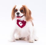 Pawstar Bordo Smokin Kedi/Köpek Fuları (1)