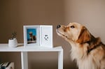 Pearhead Mürekkep Kitli Pet Masa Çerçevesi, Kendin Yap Dağınıklık Yok Pawprint Kiti, Evcil Hayvan Ebeveynleri İçin Hediye, Beyaz