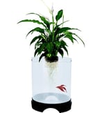 PENN-PLAX Aqua-Ponic Betta tankı ve hidroponik bitki saksısı, bitkiler ve balıklar için sağlıklı bir ortam sağlar - Seçenekler: 1.4 Gallon, 2,2 l