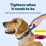 PetSafe Hızlı Kopçalı Martingale Yaka, 3/4