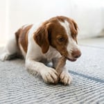 Petstages Kızılcık Ağacı Alternatif Köpek Çiğneme Oyuncağı, Medium