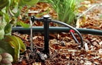 Rain Bird SW20-30PS Drip Irrigation Spot Watering Dripper/Emitter, 2 Gallon Per Hour, 30-Pack