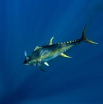 Rapala X-Rap Magnum Sahte Balığı - Bedenler: 120MM, 140 mm, 140MM, 160MM