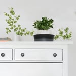 RoomMates 54225 sarmaşık