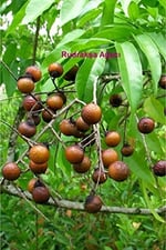 Rudrakşa 108 Taneli Mala Tesbih-Kolye Hindistan Rudraksha
