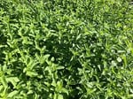 Spearmint (Nane) Çayı 50 gr | Bahçe Nanesi,Kıvırcık nane, Common Mint | Haven Herbs & Blends