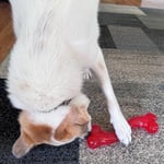 SPOT Ethical Products Tarafından Öne Çıkanlar - Play Strong - S Bone - Agresif Chewers için Köpek Oyuncağı İnteraktif Dayanıklı Köpek Oyuncağı - Seçenekler: 12-Inch, 12-Inch (2 paketi)