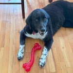 SPOT Ethical Products Tarafından Öne Çıkanlar - Play Strong - S Bone - Agresif Chewers için Köpek Oyuncağı İnteraktif Dayanıklı Köpek Oyuncağı - Seçenekler: 12-Inch, 12-Inch (2 paketi)