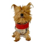 Stripe Bordo Su itici Yağmurluk Köpek Yağmurluğu KARIŞIK ÇOK RENKLİ L