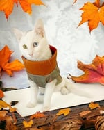Stripe Orange Su itici Kedi Yağmurluğu M