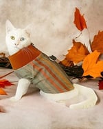 Stripe Orange Su itici Kedi Yağmurluğu M