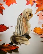 Stripe Orange Su itici Köpek Yağmurluğu XL
