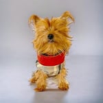Stripe Orange Su itici Köpek Yağmurluğu XL