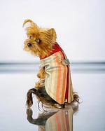 Stripe Orange Su itici Köpek Yağmurluğu L