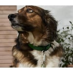 Tchibo Köpek Tasması