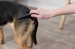 Trixie Köpek Pire ve Bit Tarağı, 21cm