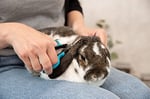 Trixie Köpek Yüz Ve Pati Tüy Makası, 9 cm
