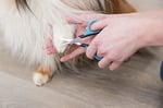 Trixie Köpek Yüz Ve Pati Tüy Makası, 9 cm