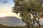 Villa TURQAN 2025/2026 Yeni Sezon Erken Hasat Soğuk Sıkım Özel Seri Zeytinyağı 3000 ml