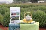 Züfa Otu 50gr | Bahçemizden | 100% Doğal & İlaçsız Tarım | Haven Herbs & Blends