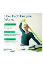 Etta Vita Fibrinolytic Ase Enzymes Lumbrokinase Nattokinase Serrapeptase 60 Slow Release Capsules.Made ın Usa.