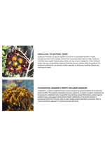 VINATURA Caralluma Fimbriata, EGCG 45% Extract 1250mg + Fucoxanthin *USA Made & Tested* for Immune Support, Energy and Mental Focus - 60 Capsules.52.