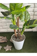 3 Gövdeli Tropikal Ağaç (Yapay ağaç+Saksı dahil)