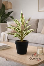 Premium Yapay Paşa Kılıcı Dalı 50 cm – Gerçekçi Variegated Yapraklı Dekoratif Salon Bitkisi