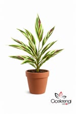 Premium Yapay Paşa Kılıcı Dalı 50 cm – Gerçekçi Variegated Yapraklı Dekoratif Salon Bitkisi