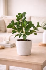 Premium Yapay Yeşil Şeflera Dalı 40 cm – Gerçekçi Schefflera Bitki Dalı |