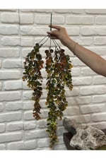 Sarkıt Şimşir Bitkisi 75 cm