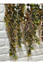 Sarkıt Şimşir Bitkisi 75 cm
